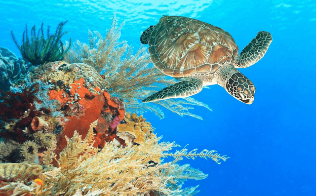 Bunaken Reef, North Sulawesi