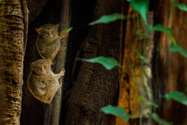 Tarsier in Sulawesi Jungle